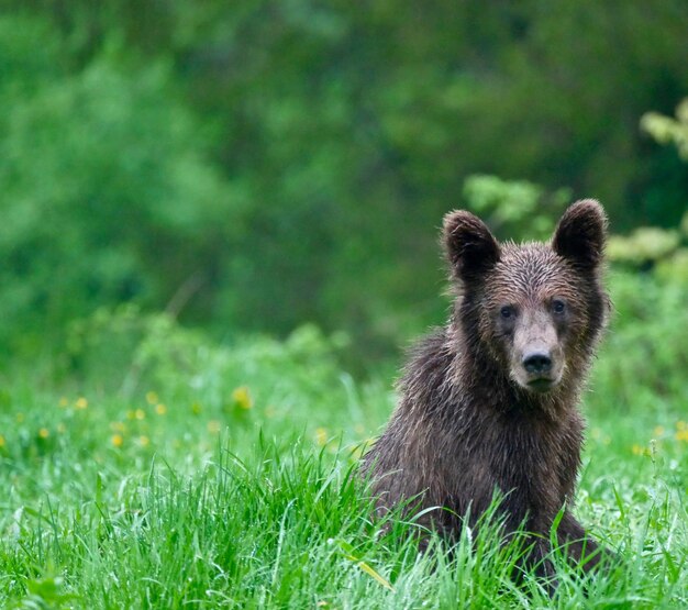 Bär in den Karpaten - Polen