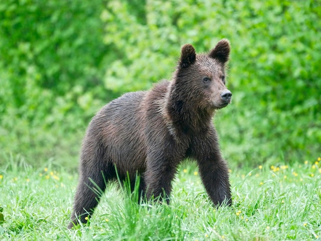 Foto bär in den karpaten - polen