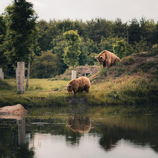 Foto bären an einem see