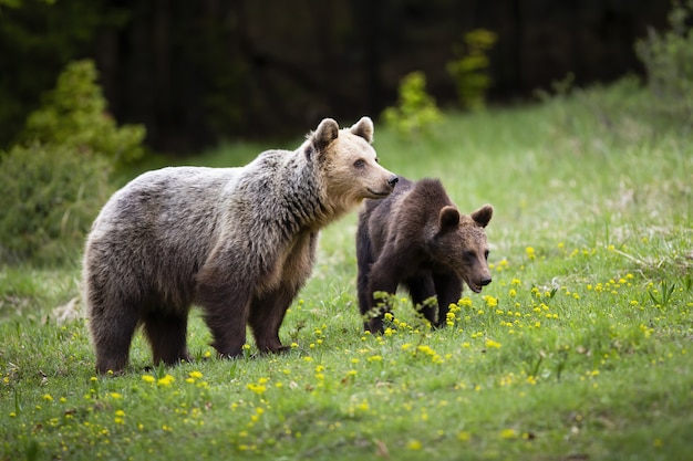 Bärenfamilie, die auf Frühlingsgrünwiese mit Wildblumen herumwacht.