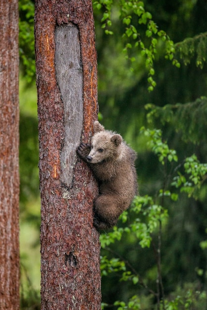 Bärenjungen auf einem Baum im Wald