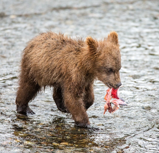 Bärenjunges mit einem Lachs im Fluss. USA. Alaska. Katmai Nationalpark.