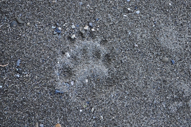 Bärenspur im Sand