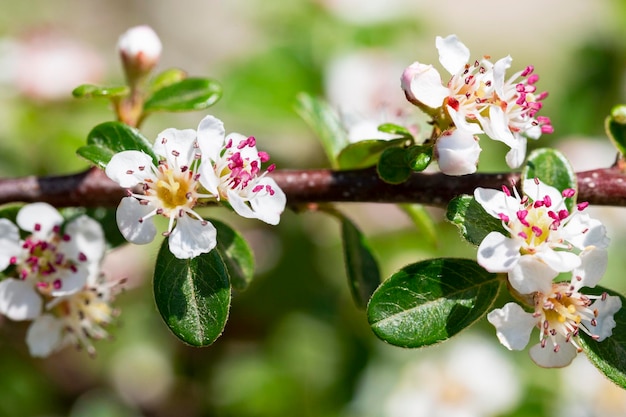 Bärentrauben-Zwergmispel Radicans weiße Blume Lateinischer Name Cotoneaster dammeri Radicans