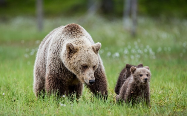 Bärin mit einem Jungen auf einer Lichtung zwischen den weißen Blumen im Wald