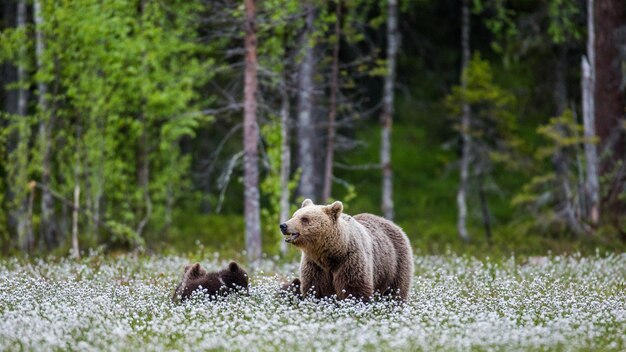 Bärin mit einem Jungen auf einer Lichtung zwischen den weißen Blumen im Wald