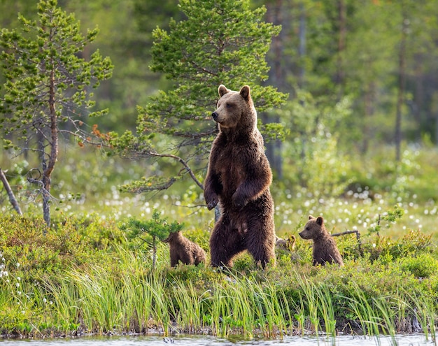 Bärin mit Jungen am Ufer eines Waldsees