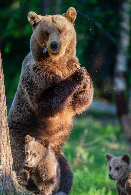 Bärin mit Jungen in einer Waldlichtung