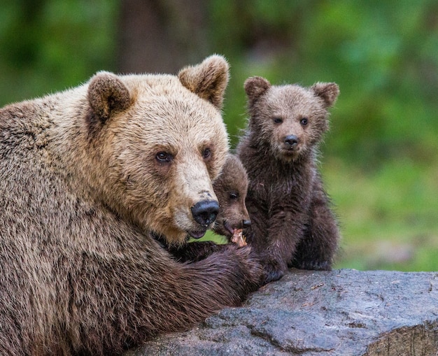 Bärin mit Jungen vor dem Hintergrund des Waldes