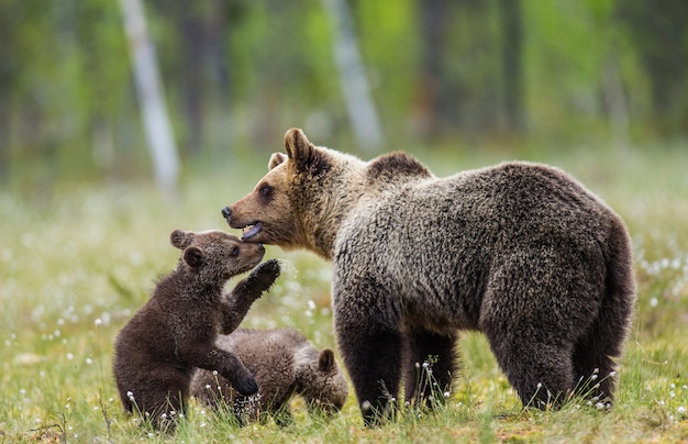 Bärin mit Jungen vor dem Hintergrund des Waldes