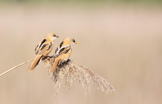 Bärtige Reedling Panurus biarmicus Junge Männchen und Weibchen sitzen oben auf einem Schilf