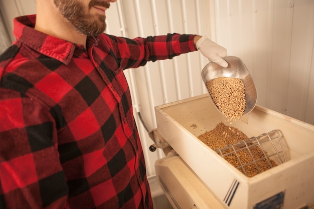 Bärtiger Brauer, der Gerstensamen in Getreidemühle gießt