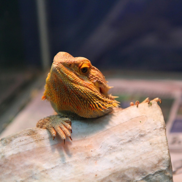 Bärtiger Drache im Zoo