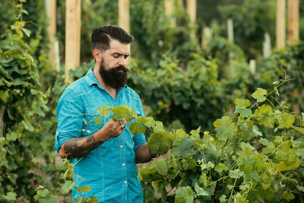 Bärtiger Mann, der Traube im Weinberg ergreift