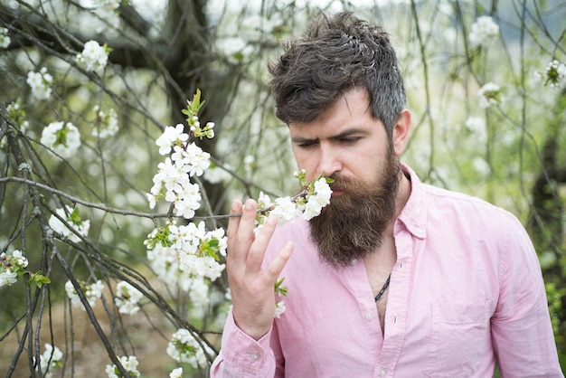 Bärtiger Mann in der Nähe von blühendem Kirschbaum Hipster schnüffelt Kirschblüte Mann mit Bart und Schnurrbart auf ruhigem Gesicht in der Nähe von zarten weißen Blumen Frühlingsstimmungskonzept