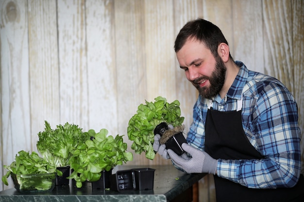 Bärtiger Mann kümmert sich um Salat wird zu Hause in Töpfen angebaut