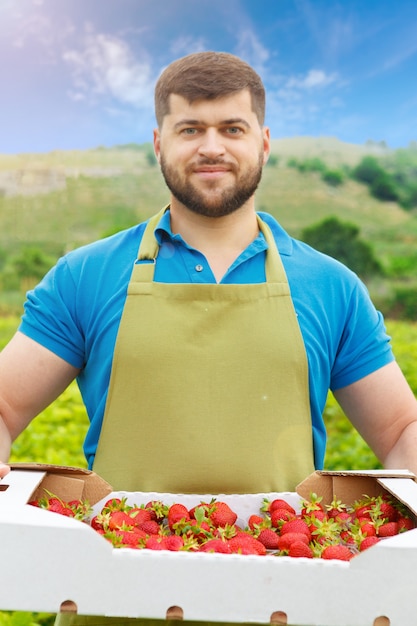 Bärtiger Mann von mittlerem Alter, der auf einem Erdbeergebiet mit einem Kasten frischen Erdbeeren steht