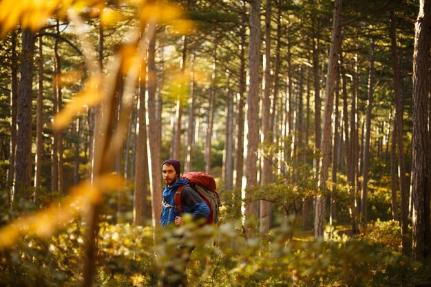 Bärtiger Wanderer geht in einem kieferngelben Herbstwald spazieren Backpacker Hipster genießt die Herbstlandschaft