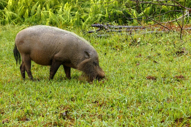 Bärtiges Schwein gräbt die Erde