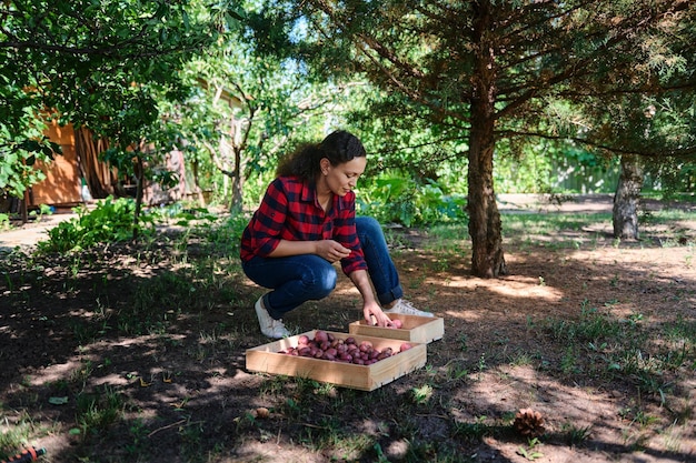 Foto bäuerin beim aussortieren von kartoffeln gärtner inspiziert die ernte auf dem boden kartoffelknollen leckeres essen