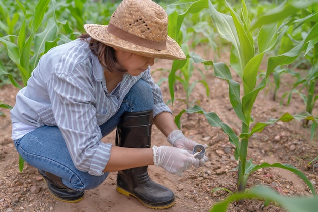 Bäuerin, die auf einer Maisfarm arbeitetBodenproben wurden gesammelt, um nach verschiedenen Mineralien im Boden zu suchen