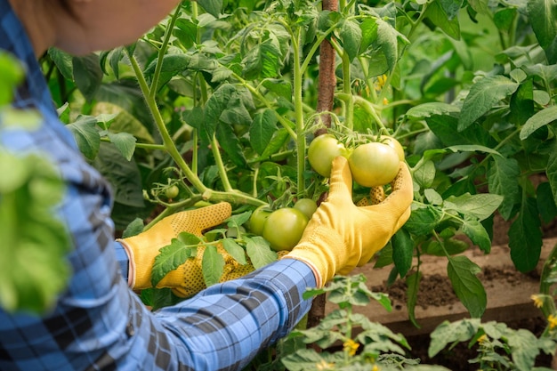 Bäuerin, die die Qualität von Tomatenpflanzen im modernen Gewächshaus inspiziert Blaues Hemd der Landarbeiterin gelb