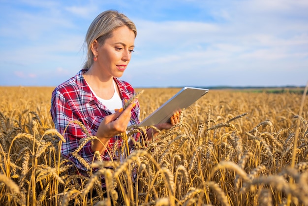 Bäuerin, die ein digitales Tablet im Feld verwendet und Weizenkörner für die Ernte inspiziert