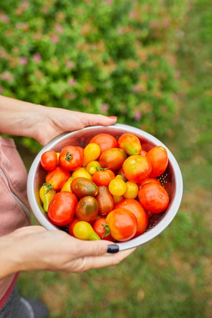 Bäuerin, die eine Kiste voller frischer roher Tomaten in den Händen hält Frau, die geerntete Tomaten aus der lokalen Lebensmittellieferung hält und landwirtschaftliche Produkte für den Online-Verkauf erntet