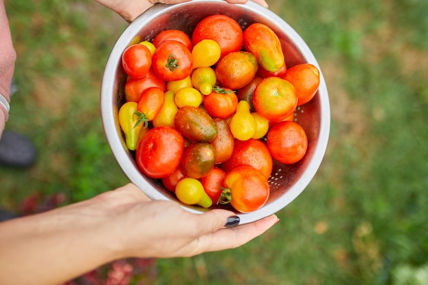 Bäuerin, die eine Kiste voller frischer roher Tomaten in den Händen hält Frau, die geerntete Tomaten aus der lokalen Lebensmittellieferung hält und landwirtschaftliche Produkte für den Online-Verkauf erntet