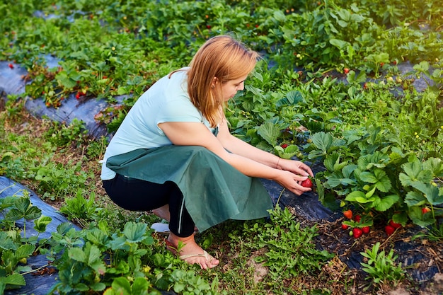 Bäuerin, die in einem Erdbeerfeld arbeitet Arbeiter pflückt Erdbeeren