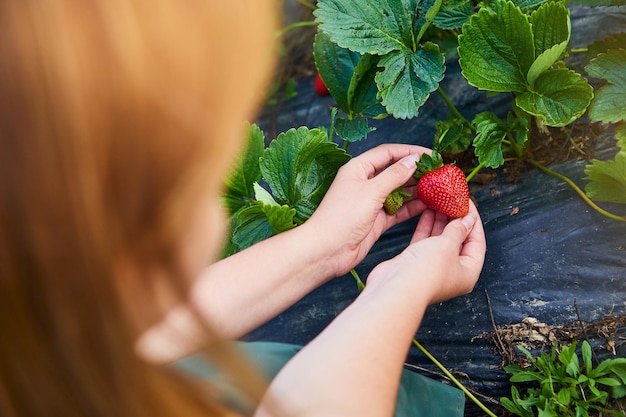 Bäuerin, die in einem Erdbeerfeld arbeitet Arbeiter pflückt Erdbeeren