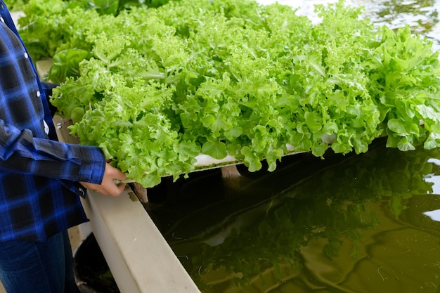 Bäuerin, die sich um Hydroponik-Gemüsegarten-Bio-Gemüse kümmert