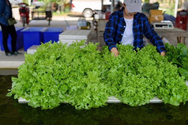 Bäuerin, die sich um Hydroponik-Gemüsegarten-Bio-Gemüse kümmert