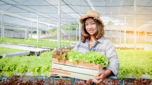 Bäuerin erntet einen Gemüse-Bio-Salat, Salat von einer hydroponischen Farm