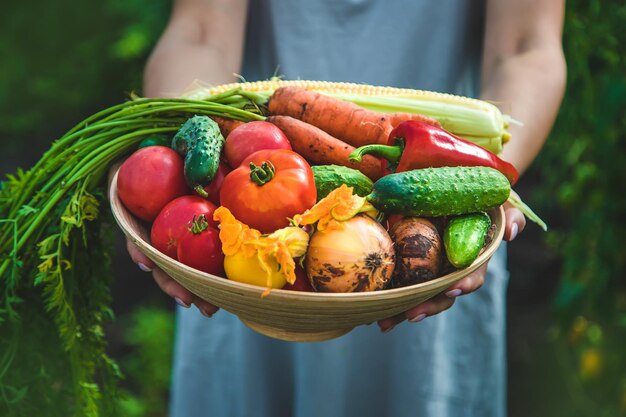 Bäuerin erntet Gemüse im Garten Selektiver Fokus