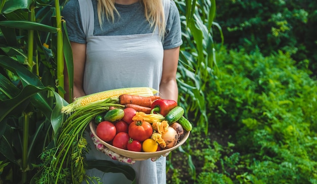 Bäuerin erntet Gemüse im Garten Selektiver Fokus