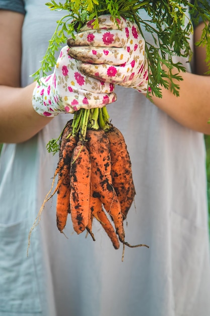 Bäuerin erntet Karotten im Garten Selektiver Fokus