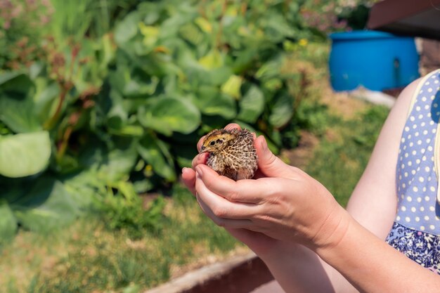 Bäuerin hält zärtlich inländisches Wachtelhuhn im Freien