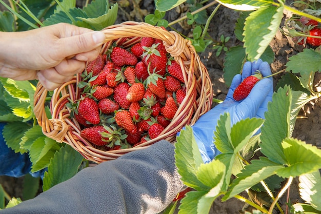 Bäuerin in blauem Gummihandschuh pflückt frische rote reife Erdbeeren auf dem Bett