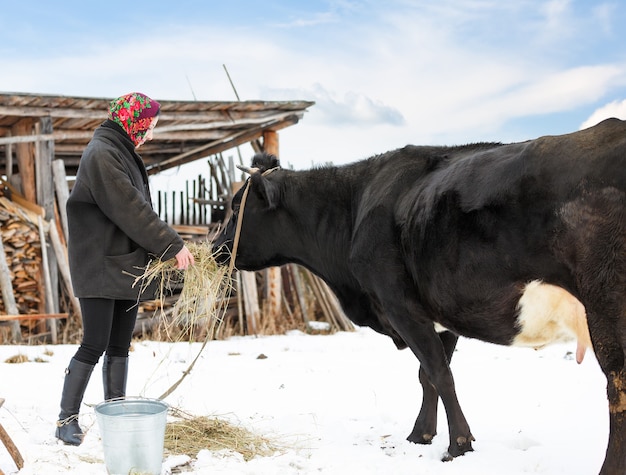 Bäuerin in Winterkleidung fütterte Kühe