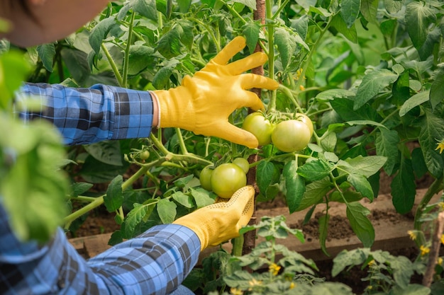 Bäuerin inspiziert Tomatenpflanzen Qualitätsgewächshaus Landarbeiterin mit blauem Hemd Überprüfung