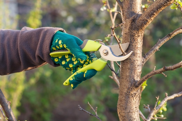 Bäuerin kümmert sich um den Garten. Frühjahrsbeschneidung des Pflaumenbaums. Frau mit Gartenschere schert die Spitzen des Pflaumenbaums.