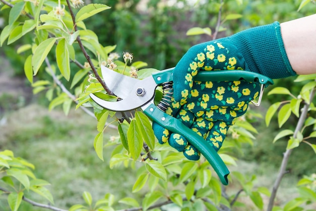 Bäuerin mit Pruner schert die Spitzen des Birnbaums