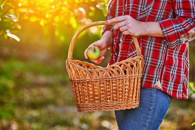 Bäuerin mit Strohkorb, die bei Sonnenuntergang reife umweltfreundliche organische hausgemachte Apfelernte in einem einheimischen grünen Garten erntet