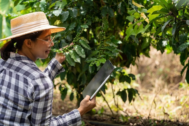 Bäuerin prüft Arabica-Kaffeebohnen mit Tablettenbauernbeeren mit Landwirthänden Robusta