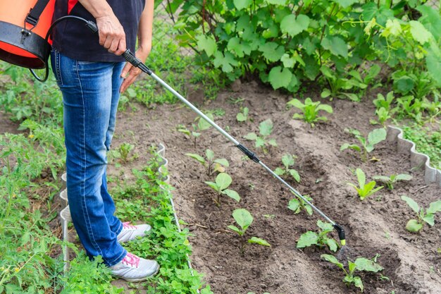 Bäuerin schützt Auberginenpflanzen mit Drucksprüher vor Pilzkrankheiten oder Ungeziefer