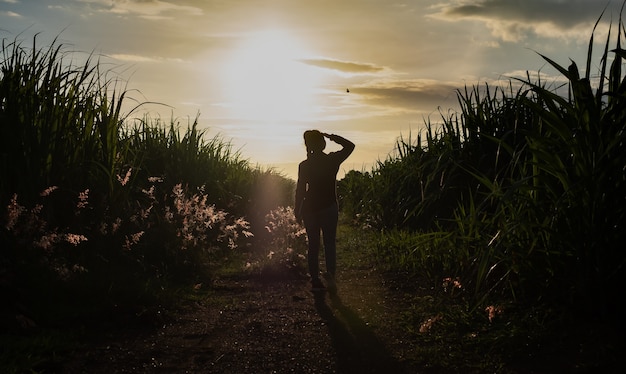 Bäuerin Silhouette steht in der Zuckerrohrplantage im Hintergrund Sonnenuntergang Abend