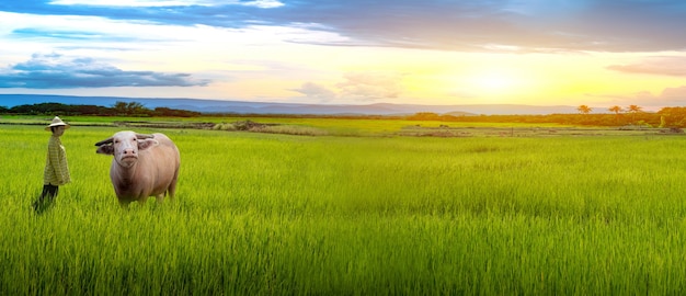 Bäuerin starrte Büffel und grüne Reissämlinge in einem Reisfeld mit schönem Himmel und Wolken an