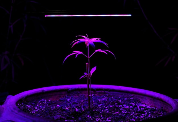 Bäumchen marihuana, das in einem blumentopf mit led-wachstumslicht wächst