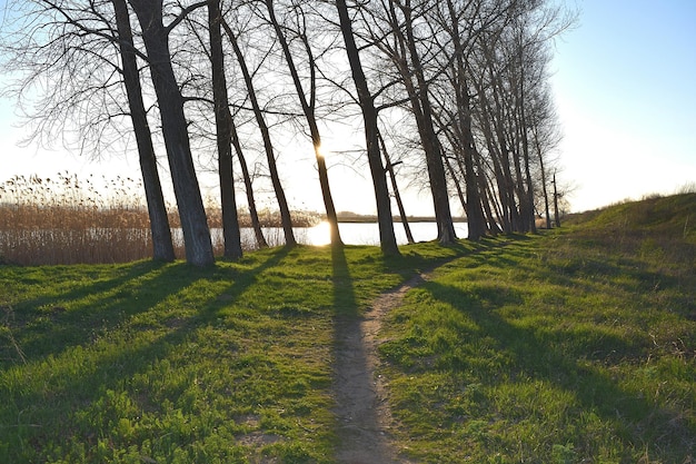 Foto bäume am flussufer